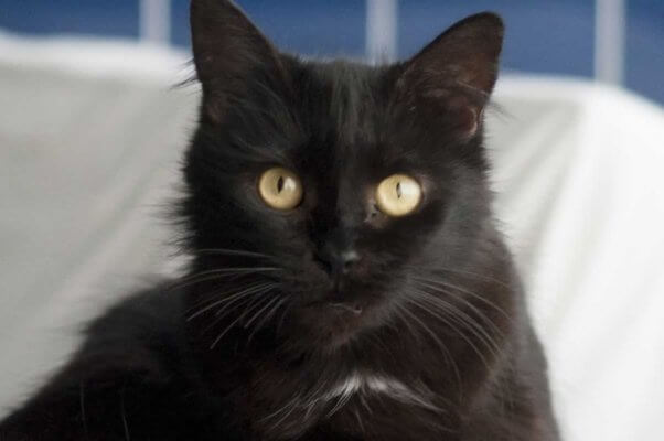 Pretty black cat looking into camera