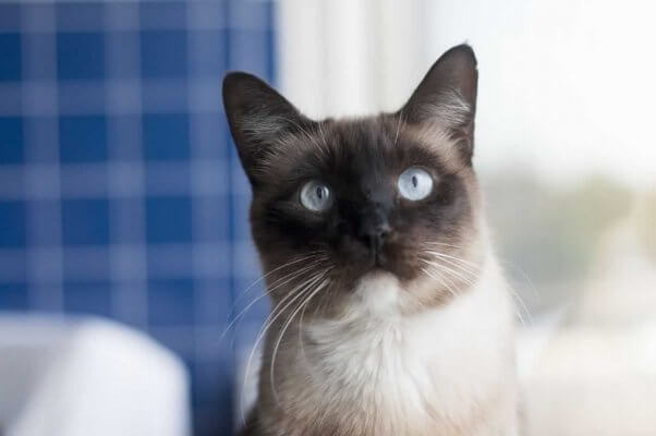 Close-up of handsome Siamese cat at PETA headquarters