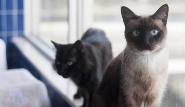 Siamese cat and black cat at PETA headquarters