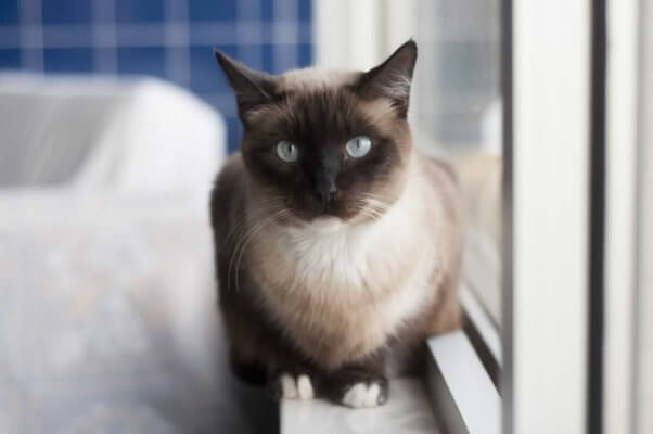 Siamese cat rescued by PETA