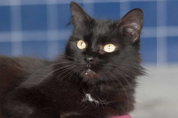 Pretty black cat rescued by PETA