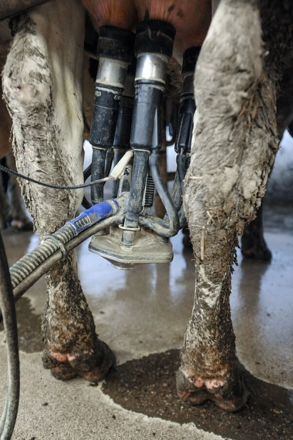 Jo-Anne McArthur, spain, dairy and veal farm, cow, milking machine, organic, family-run