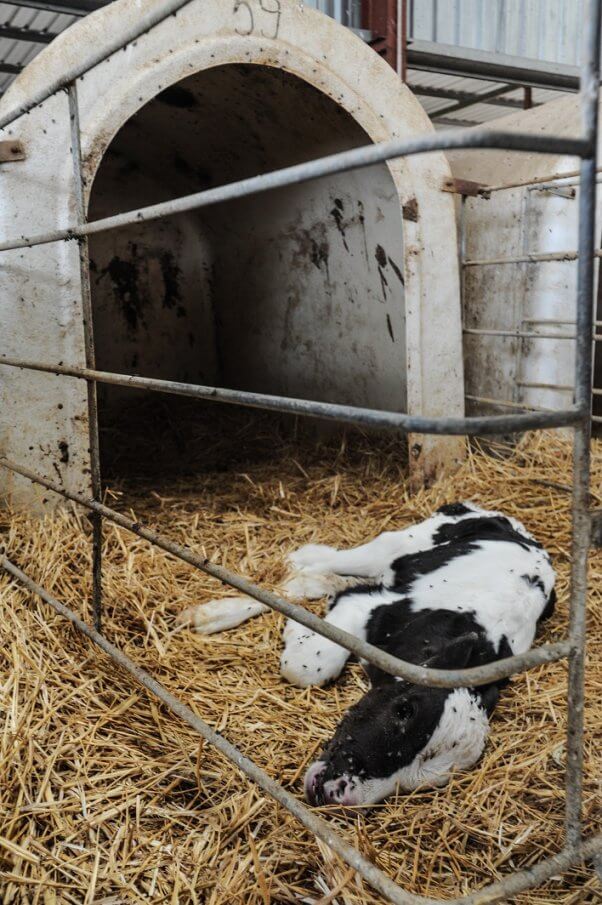Jo-Anne McArthur, spain, dairy and veal farm, dead calf, calf hutch