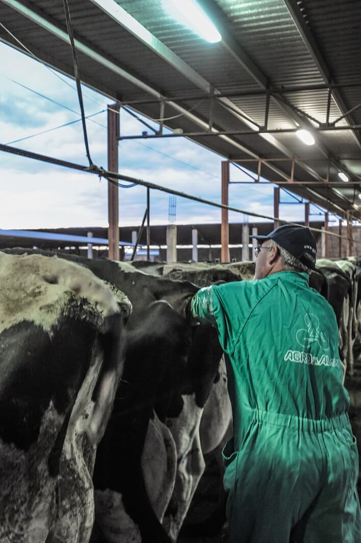 Jo-Anne McArthur, spain, dairy and veal farm, cows, artificial insemination