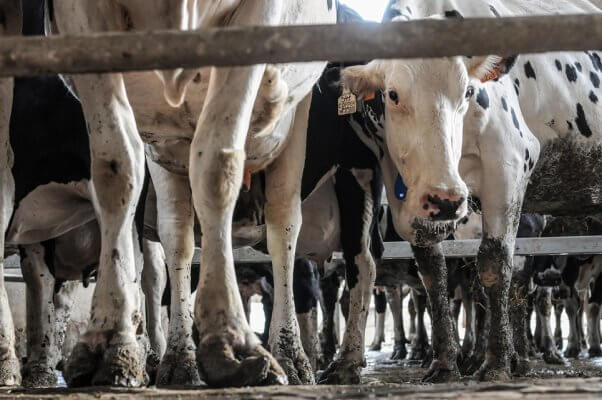 Jo-Anne McArthur, spain, dairy and veal farm, cows, overgrown hooves