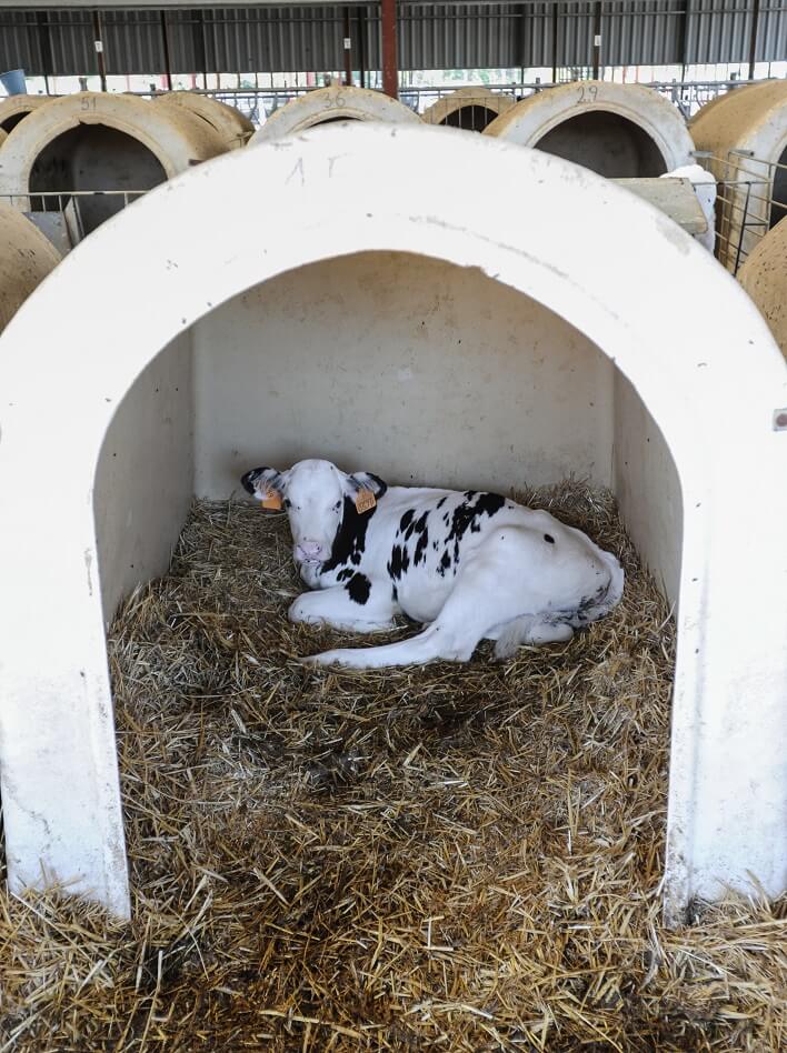 Jo-Anne McArthur, spain, dairy and veal farm, calf, calf hutch