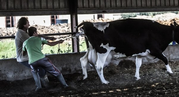 Jo-Anne McArthur, dairy and veal farm, organic, family-run, spain, cow in labor, calf