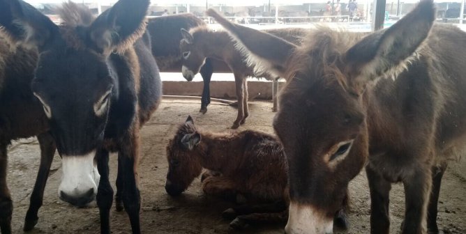 Amazon Sued Over Sale of Donkey-Based Products, Allegedly Illegal in California