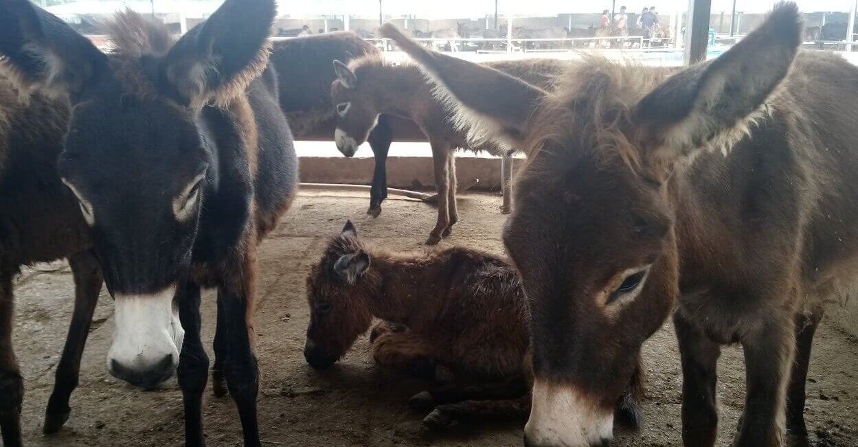 Donkeys in pen with one small donkey resting on the floor 1 e1678818386426 Amazon Faces Lawsuit Over ‘Ejiao’ Sales