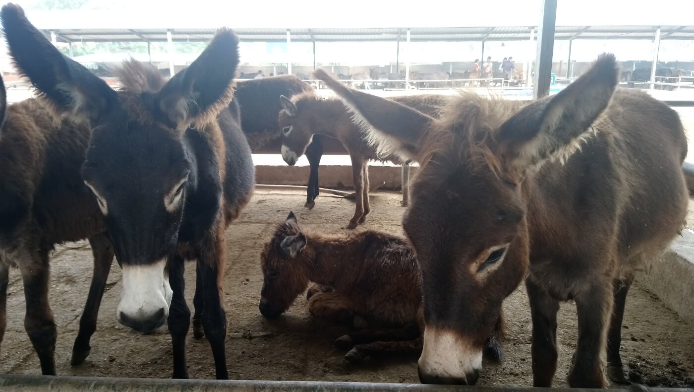 donkeys standing in a crowded, dirty pen at a donkey market. The ejiao industry turns donkeys' hide into gelatin for food, medicine, and beauty products, some of which are available on Amazon.