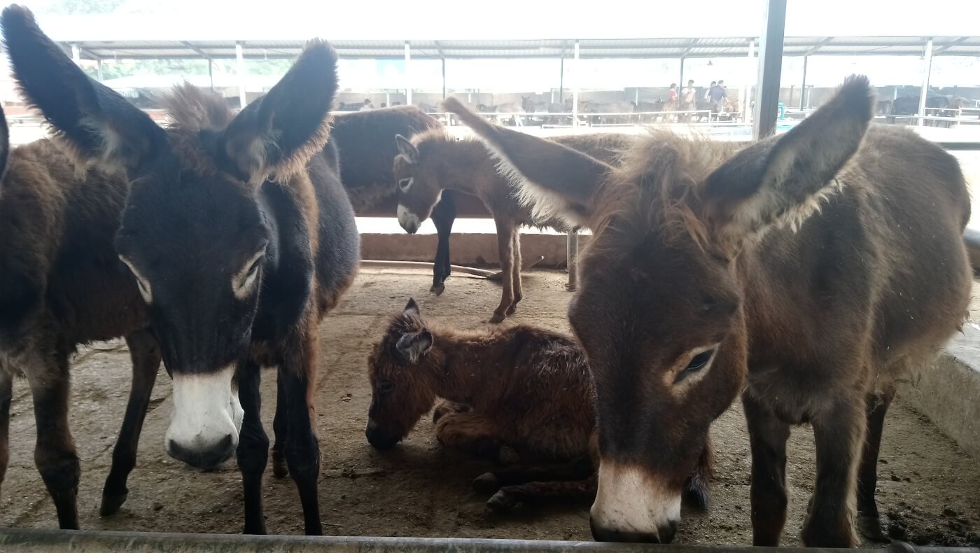 donkeys standing in a crowded, dirty pen at a donkey market. The ejiao industry turns donkeys