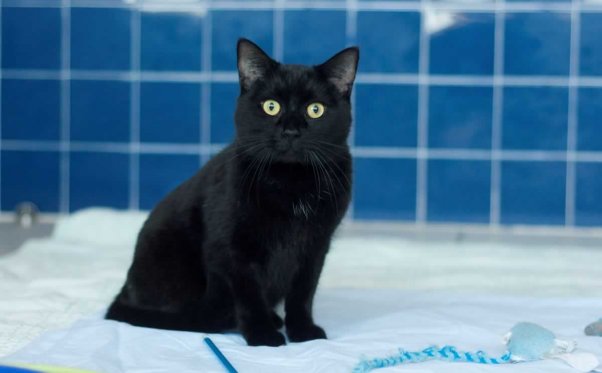 Black cat sitting on a blanket
