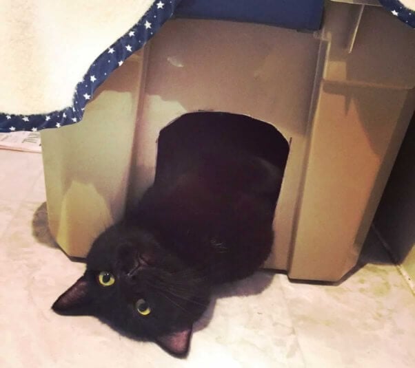 Black cat playing in box
