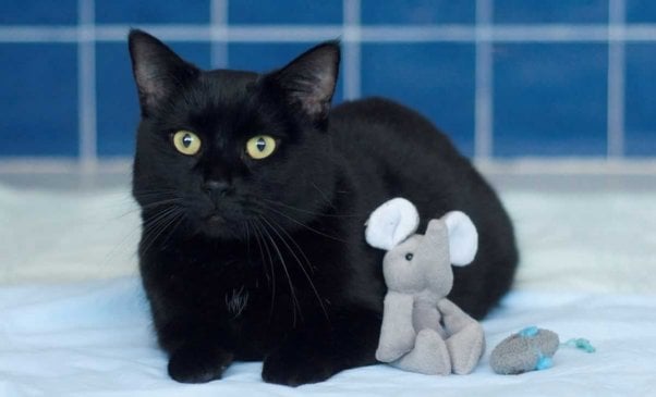 Black cat with small elephant toy