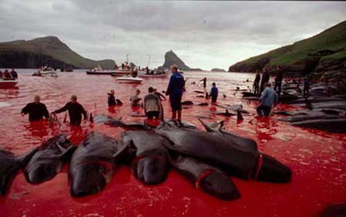 cetacean carcasses lay in bloody water during the gruesome “grindadráp” in the Faroe Islands