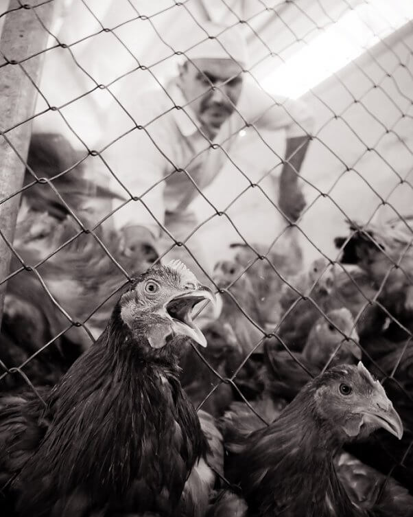 Jo-Anne McArthur, free-range chicken farm, spain, birds try to escape