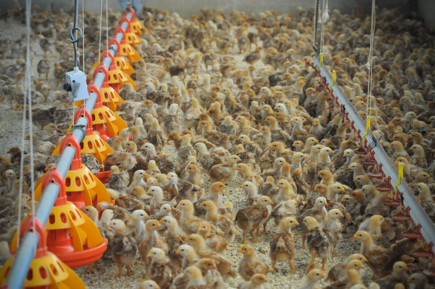 Jo-Anne McArthur, spain, free-range chicken farm