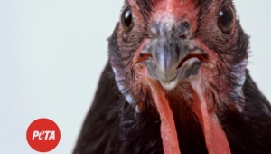 I’m Me, Not Meat (Chicken) (Vertical)