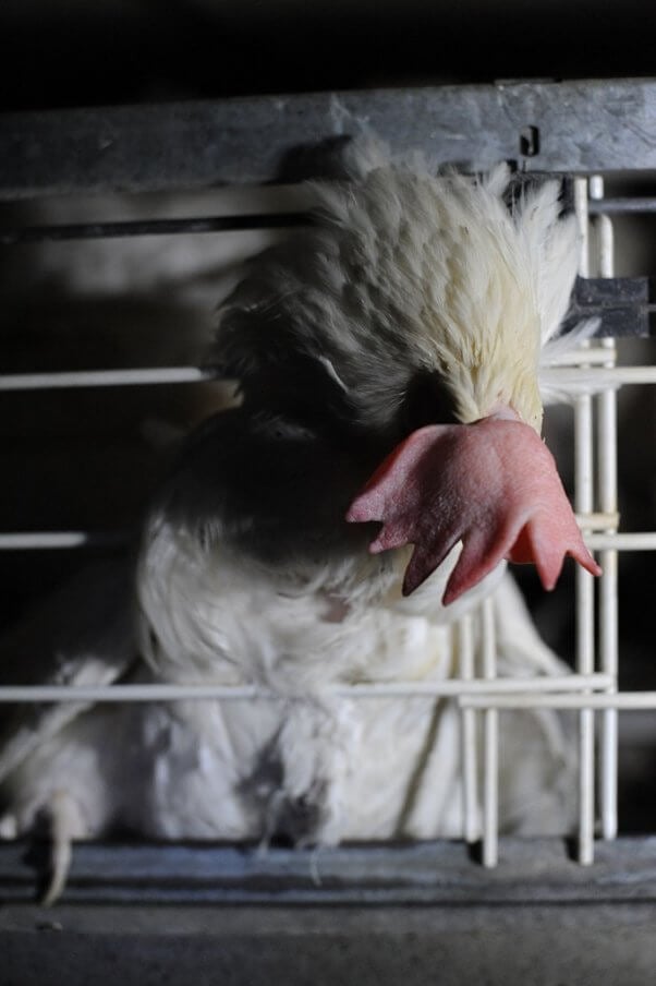 Jo-Anne McArthur, layer hens, sweden, cages