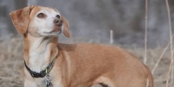 libby, plrs rescue, professional laboratory and research services, animal testing, vivisection