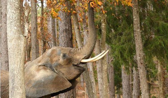 nosey at the elephant sanctuary