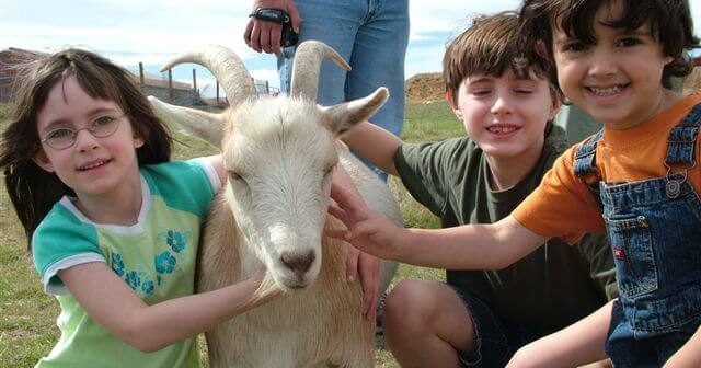How to Teach About Animals and Responsibility Without Class ‘Pets’