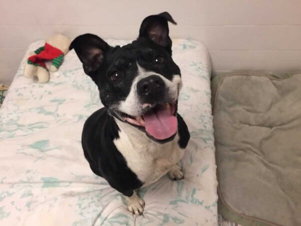 Happy black-and-white dog