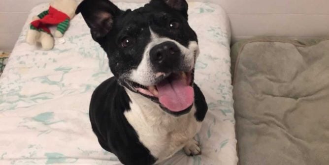 Happy black-and-white dog