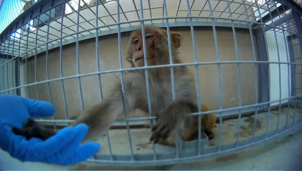 Work at PETA or the PETA Foundation