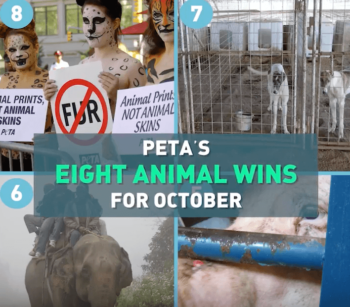 PETA's 8 Animal Wins for October PETA PETA's 8 Animal Wins for October PETA
