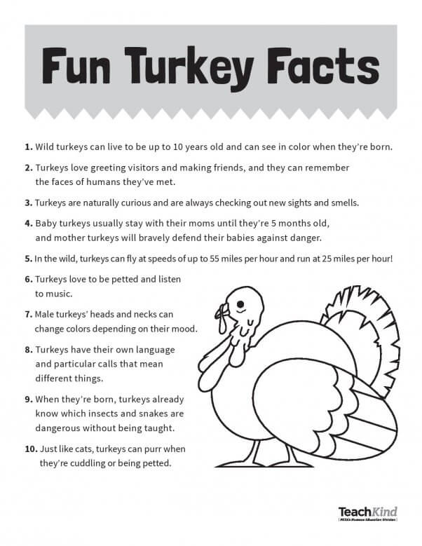 Truly Awesome Turkeys: A Thanksgiving Lesson | PETA