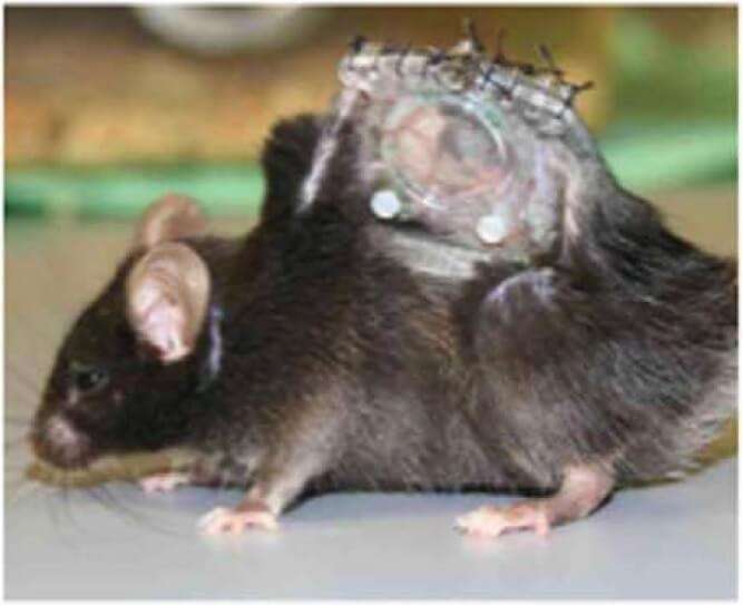 animal testing on rats and mice