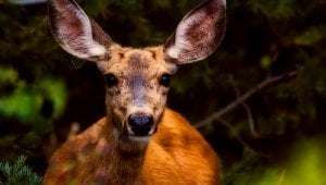 Urge Texas Town to Halt Cruel Deer-Control Plan