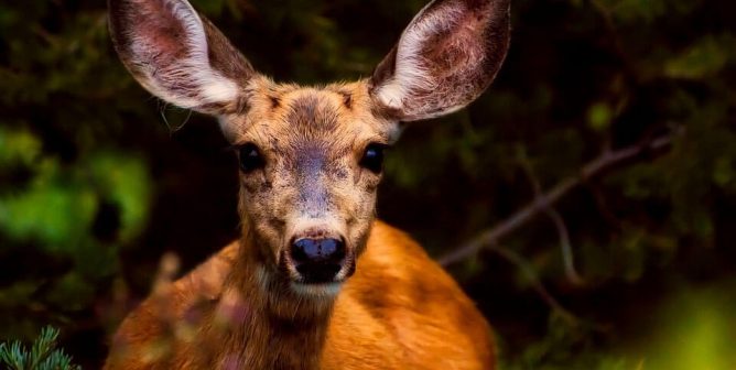 cute deer with big ears