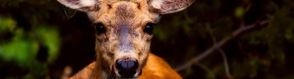 cute deer with big ears