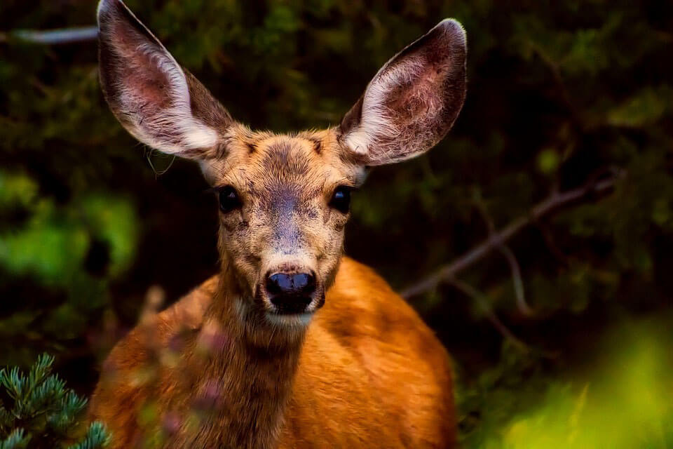 cute deer with big ears