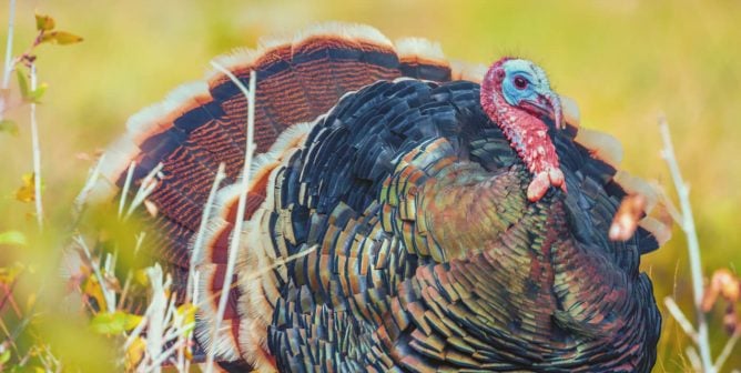 Truly Awesome Turkeys: A Thanksgiving Lesson