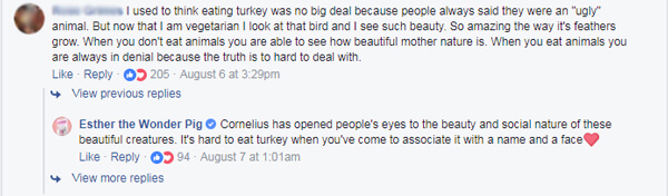 turkey videos starring cornelius have inspired people to look at turkeys in a new light