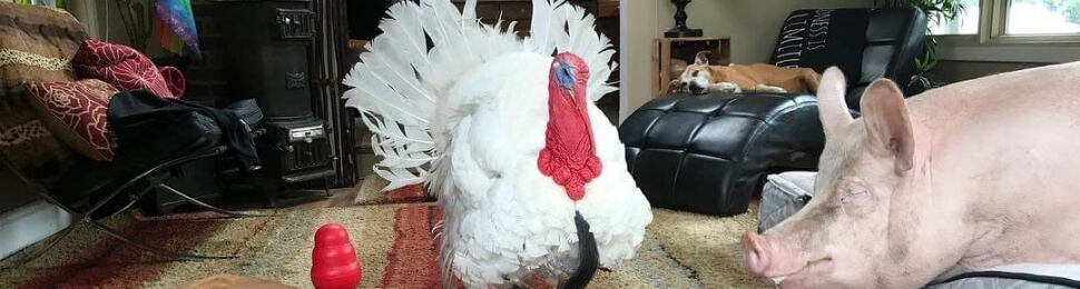 cornelius the turkey is an ambassador for all turkeys killed for Thanksgiving