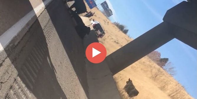 video shows a horrific crash in Utah that sent cows tumbling over the edge of a highway overpass and onto the roadway below