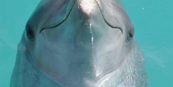 dolphin, pulled over from seaworld of hurt site