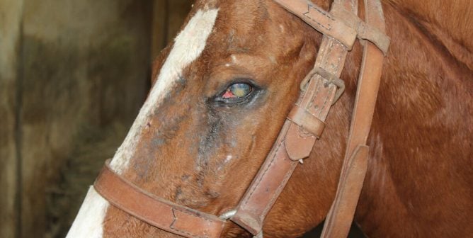 Close-up of horse at King Institute