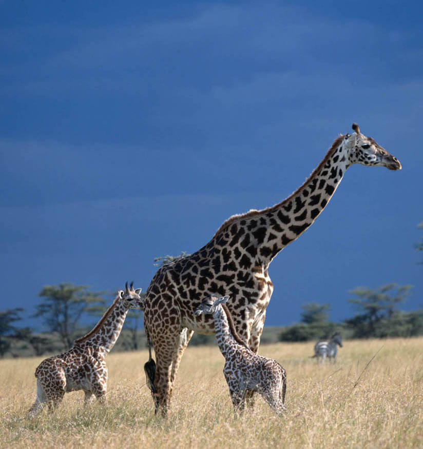 Virtual Field Trips: The Future Is Here | PETA