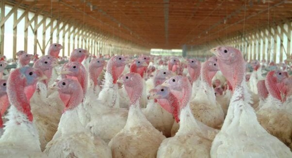 White turkeys crowded into farm structure