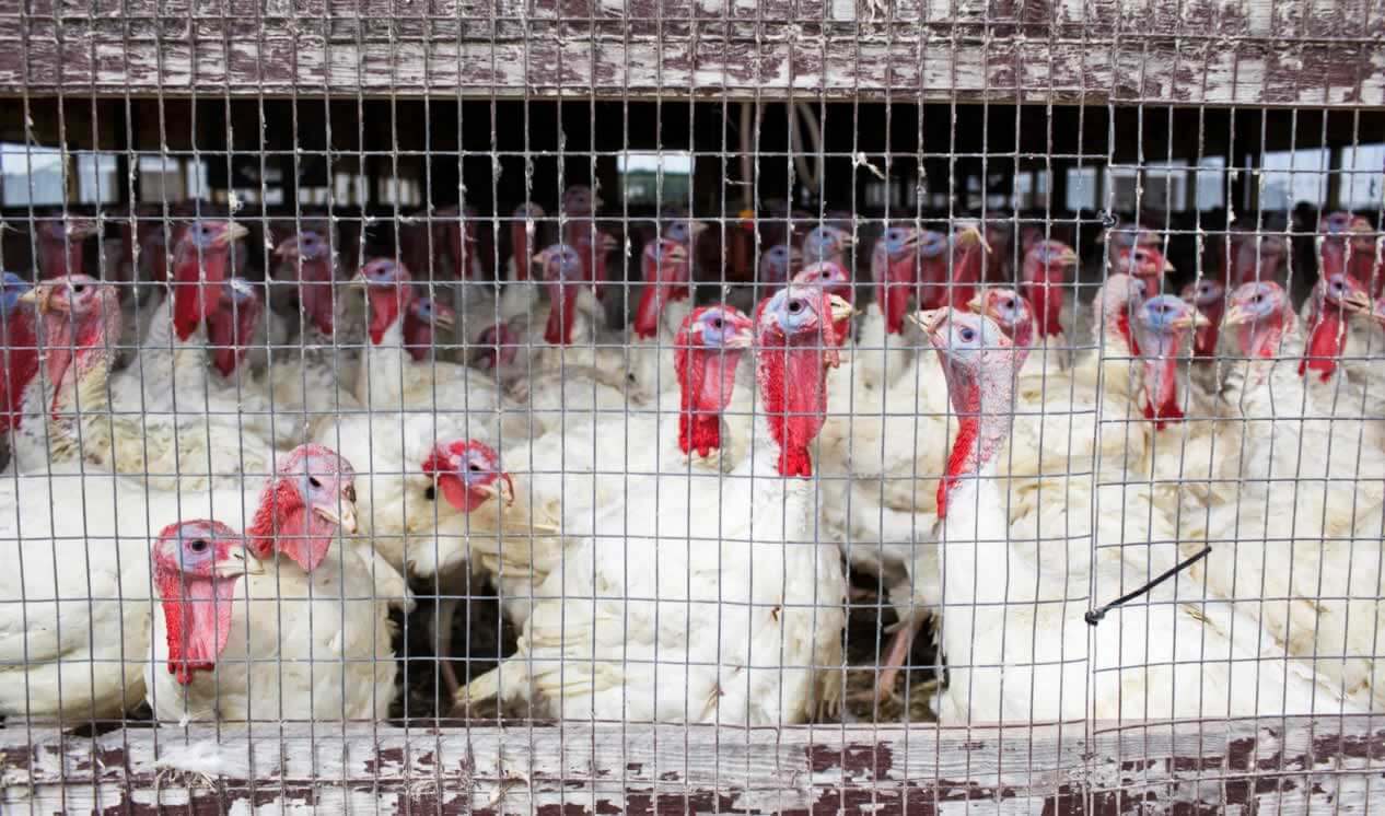 Turkeys crowded in to wood and wire enclosure
