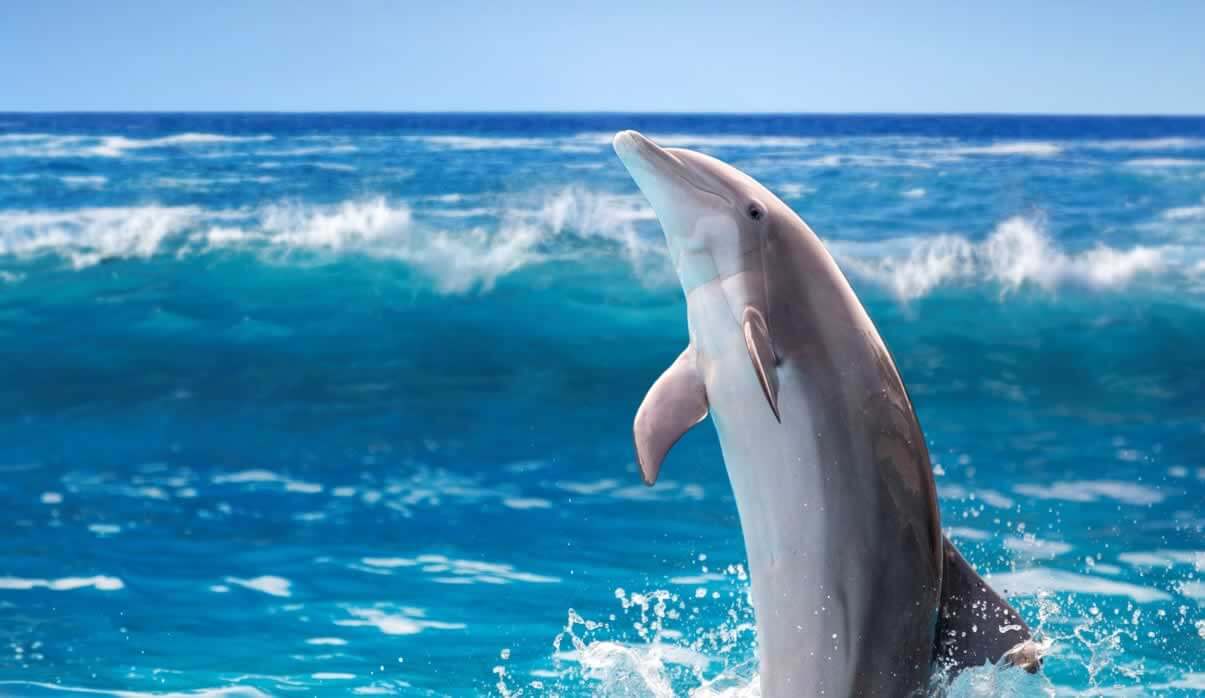 Happy dolphin in ocean