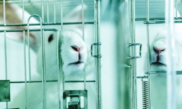 White rabbits in small laboratory cages