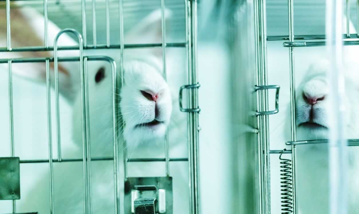 PETA Uncovers 41 Laboratory Violations at Baylor PETA PETA Uncovers 41 Laboratory Violations at Baylor PETA