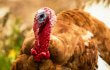 5 Reasons Your ‘Persuasion Pledge’ Is the Best Way to Give Thanks