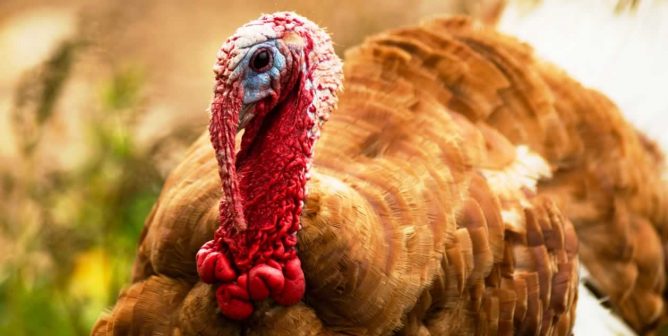 Portrait of handsome turkey